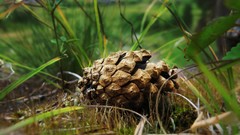 Nature Wood pinecones
