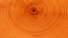 nature Wood texture orange circle Minimalism
