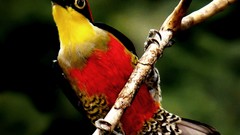 Nature yellow Animals red branches Birds feathers wildlife