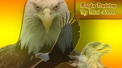 Nature yellow Birds Eagles