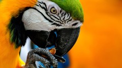 Nature yellow Birds Parrots macaw Blue-and-yellow Macaws