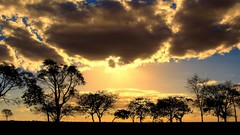 Nature yellow bright burst