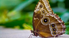 Nature yellow Butterflies wings insects wildlife blurred 