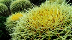 Nature yellow cactus spikes