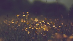 Nature yellow flowers