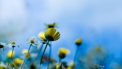 Nature yellow flowers