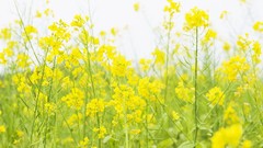 Nature yellow flowers