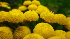 Nature yellow flowers