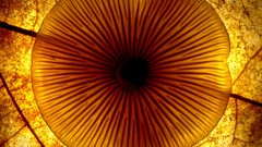 Nature yellow mushrooms