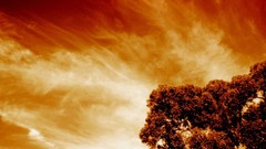 Nature yellow orange abstract funny