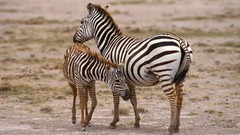 Nature zebras