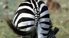 Nature zebras