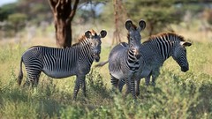 Nature zebras