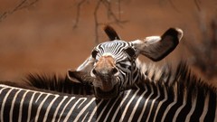 Nature zebras