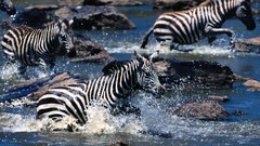 Nature zebras