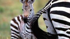 Nature zebras