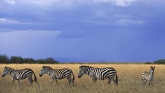 Nature zebras