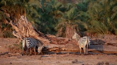 Nature zebras