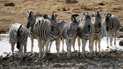 Nature zebras
