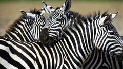 Nature zebras