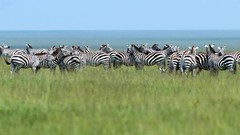 Nature zebras herds