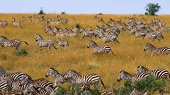 Nature zebras herds