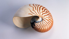 Nautilus shell