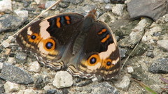 Nayana buncha insect