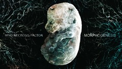Necrosis mind factor morphogenesis