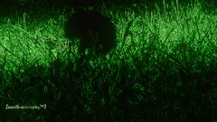 Neon art samikography