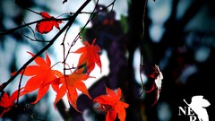 Neon genesis evangelion NERV