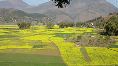 Nepalese farmland high