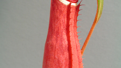 Nepenthes