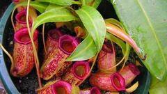 Nepenthes