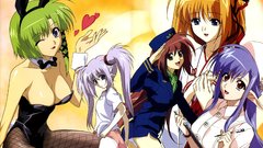 Nerine primula shuffle shigure