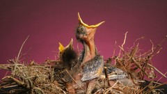 Nest baby birds