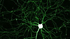 Neurons