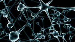 Neurons abstract anatomy brain