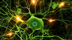 Neurons virus synapse nerves