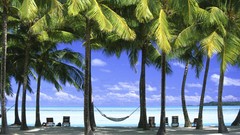 New Zealand Cook Islands palm trees