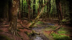 New Zealand forests