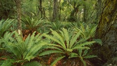 New Zealand Islands Ferns forests