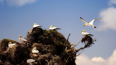 Newzealnd gannets high