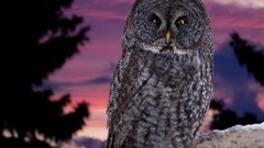 Night Birds Animals Owls