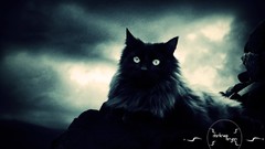 Night cats el gato Noche