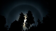 night forest nature Trees dark outdoors