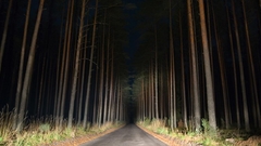 Night forests paths roads