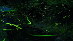 Night insects glowing