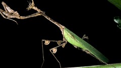 Night insects national geographic