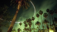 Night palm trees
